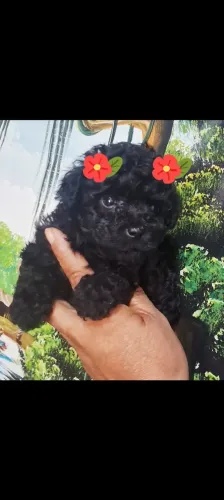 Poodle micro toy femea