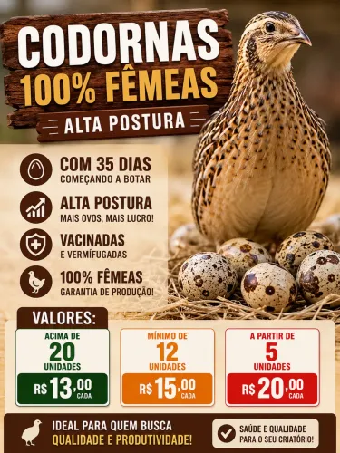 Codorna