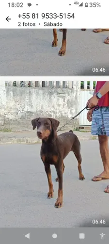 Cachorro