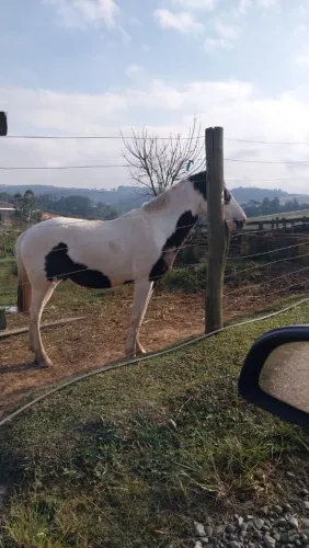 Égua mangalarga prenha de pampa de preto homozigoto 