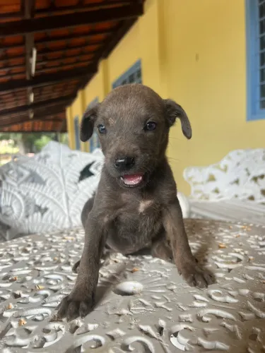 Cachorro filhote