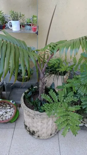 Vaso de planta com  coqueiro garrafão 