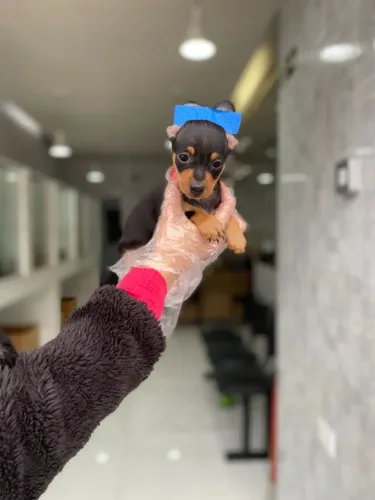 Pinscher miniatura- Filhotes com Saúde de Ouro - Vacinas de Alta Gama