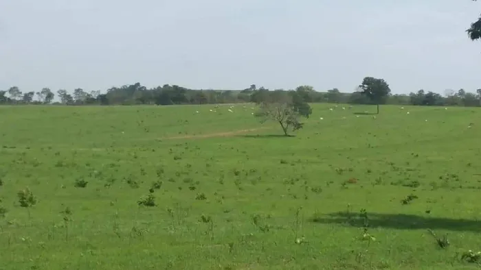 Fazenda de 3.800hec em Alto Araguaia 55 milhões.