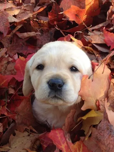 Filhote Labrador - Lindíssimo como a natureza 