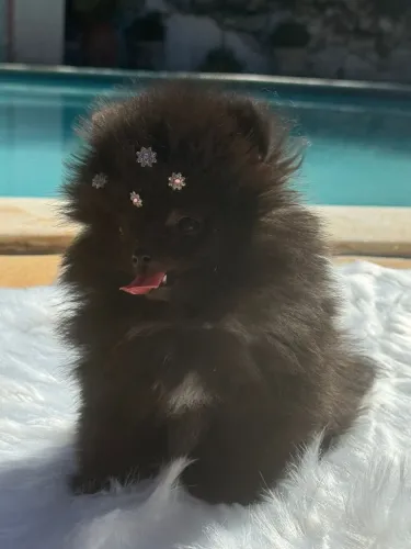 Spitz alemão Lulu da Pomerânia Bolinha de Pelo Pronta pra Encantar
