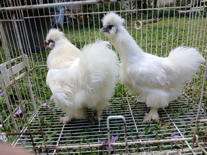 Casal de galinha sedosa
