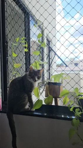 Doa-se gata castrada (resgatada)