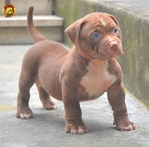 Filhotes Pitbull Filhote - Olhos Azuis porte de proteção