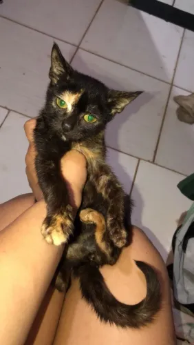 Gatinha pra doação preta fêmea tem 2 meses, muito carinhosa e gosta muito de chamengo
