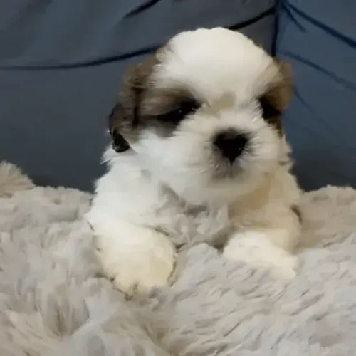 Filhotes de Shih Tzu/ Shitzu focinho curto legítimos macho e fêmea com pedigree SP