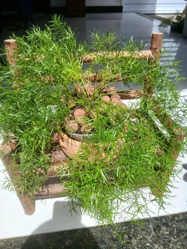 Planta alfinete 15,00 
