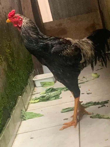 Galo da raça gigante para cruzar.