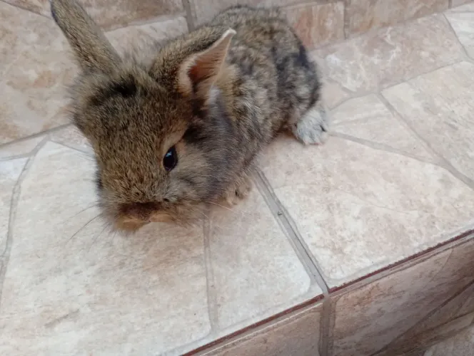Vendo lindos coelhinhos bebês
