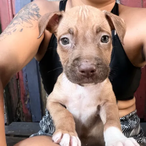 Pitt bull 700