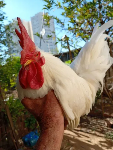 Nagazaki branco puro padrão da raça