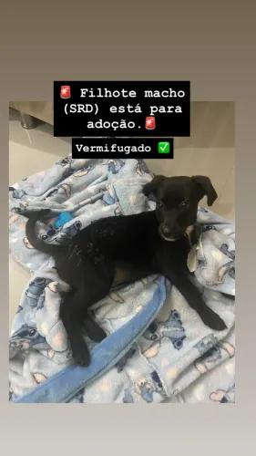 Filhote SRD para adoção