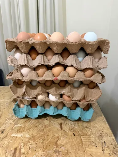 Ovos caipiras de galinhas livres de gaiolas 