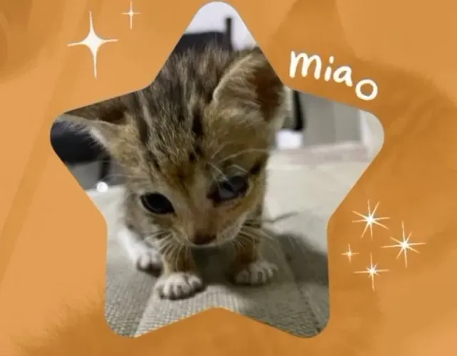 Doação de uma gatinha