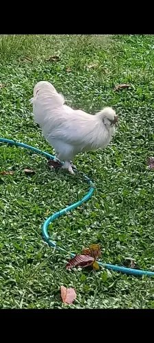 Vendo galo sedoso cor branco puro jovem vai fazer um ano em novembro