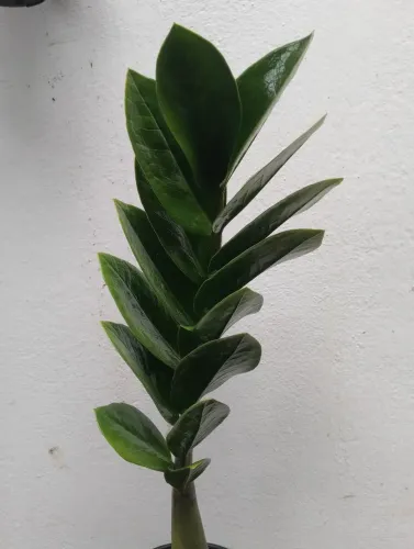 Zamioculca R$12