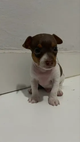 Filhote Pinscher macho