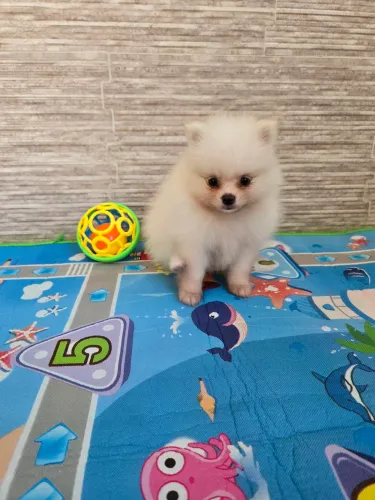 Filhote de Spitz Alemão