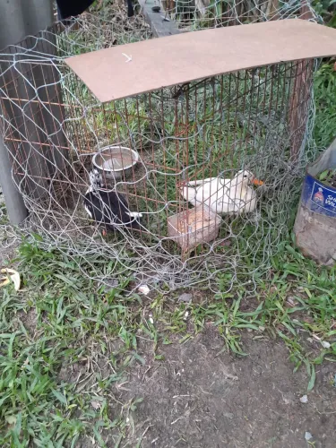 Vendo Patos Galinhas e outros animais 