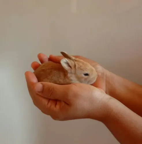 Aceitamos encomendas de filhotes de coelhos