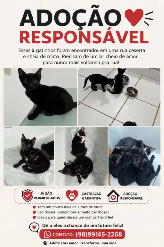 Gatinhos 