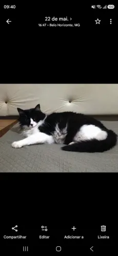 Doa-se gato