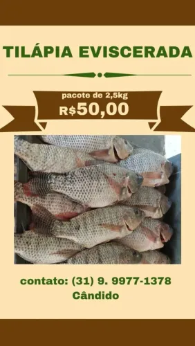 Tilapia limpa da melhor qualidade 