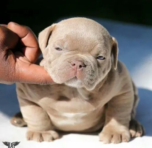 American Bully Presenteie Com Um Novo Melhor amigo 