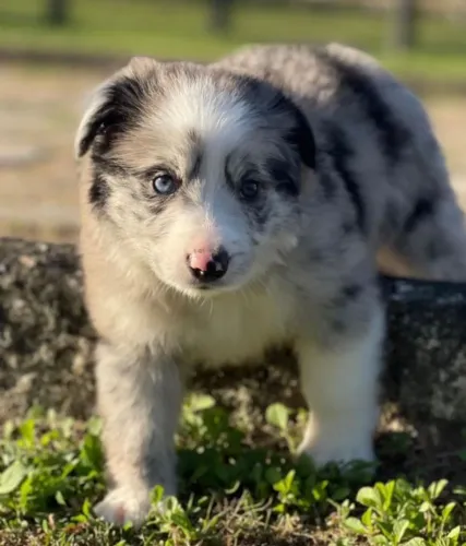 BORDER collie para salvador