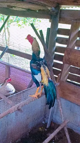 Galo indio Prata