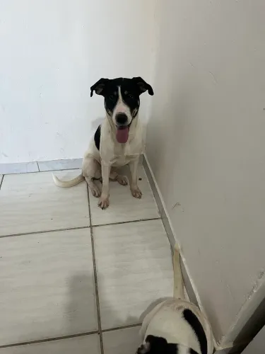 Doa-se filhotes de labrador