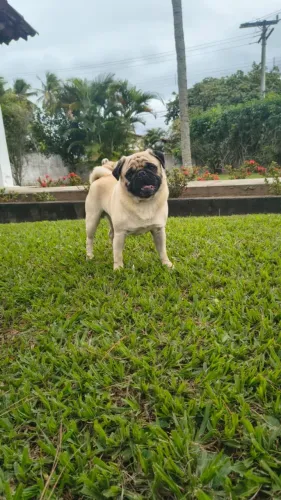 PUG PROCURA NAMORADA