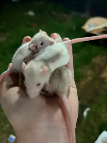 Rato Ratinhos Twister