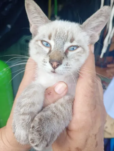 Gatinho lindo, a espera de um lar