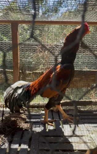 Vendo galo indio