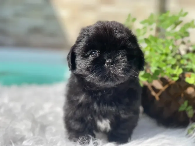 Lindo macho mini shih tzu com Pedigre 