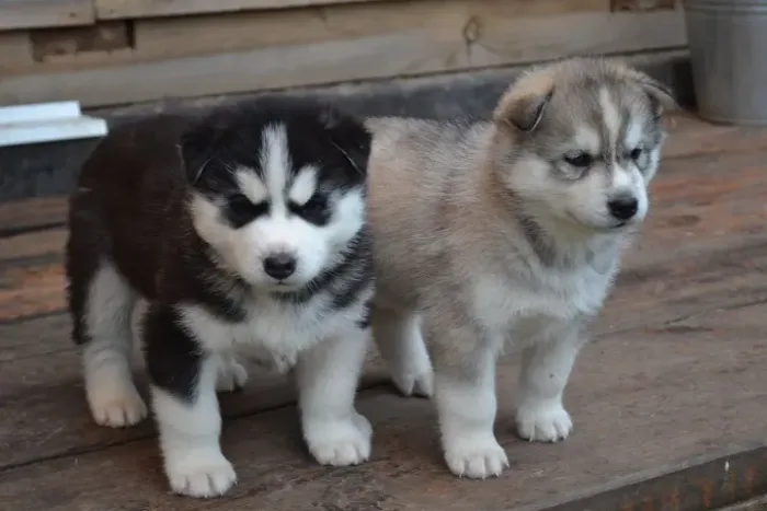 Filhotes de Husky Siberiano | Filhotes para apaixonar!