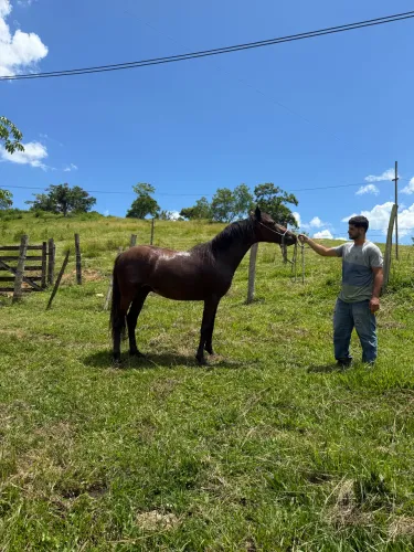 Vendo esse potro de 1 ano e 8 meses, potro mangalarga machador