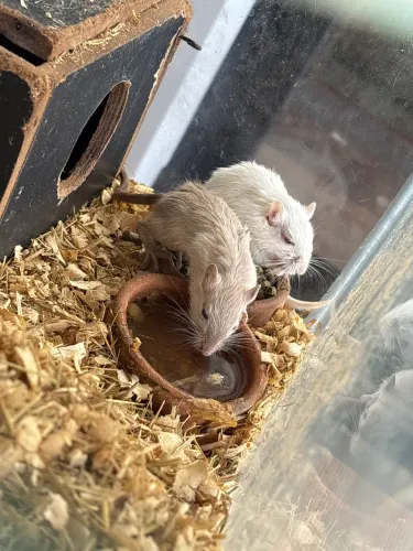 Esquilos da Mongólia/gerbil