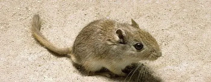 Gerbil 