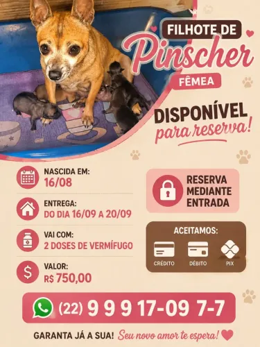 Filhote de pinscher fêmea