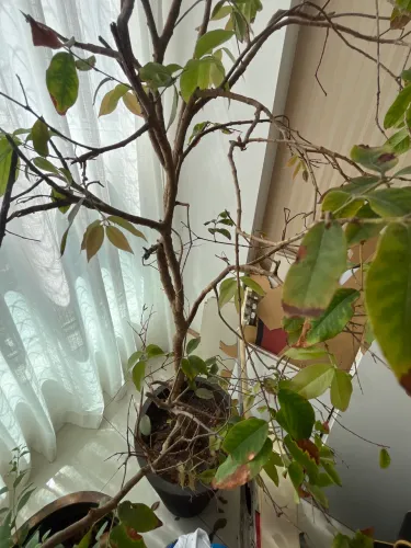 Pé de jabuticaba