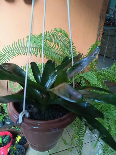 Bromélia no vaso pendente