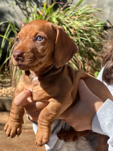 Dachshund/Cofap fêmea choco 