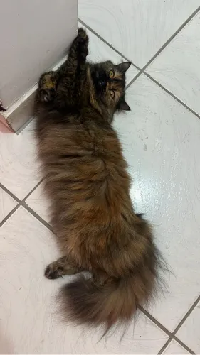 Gatinha persa procura namorado pra cruzar